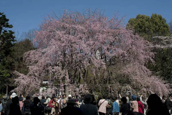 六義園 しだれ桜のライトアップ