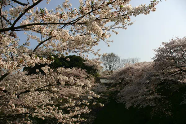 桜（ソメイヨシノ）が満開に