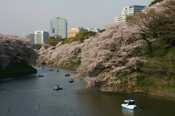 桜（ソメイヨシノ）が満開に