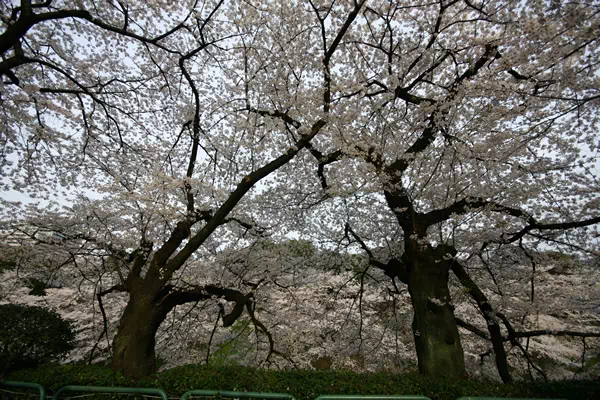 桜（ソメイヨシノ）が満開に
