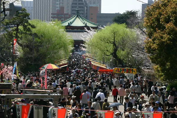 桜（ソメイヨシノ）が満開に