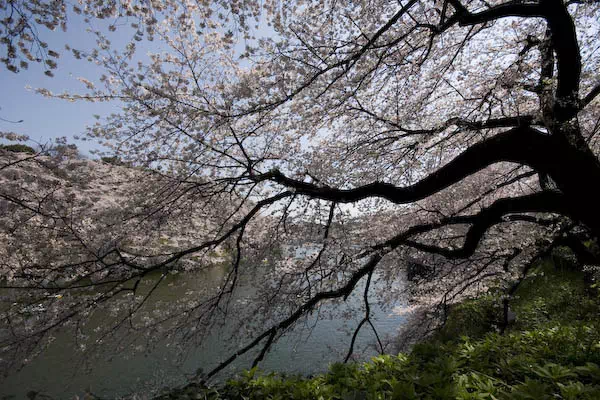 桜（ソメイヨシノ）が満開に