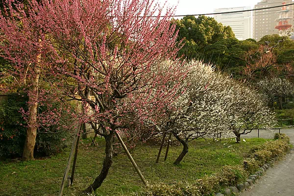 芝公園 銀世界の梅が見頃に