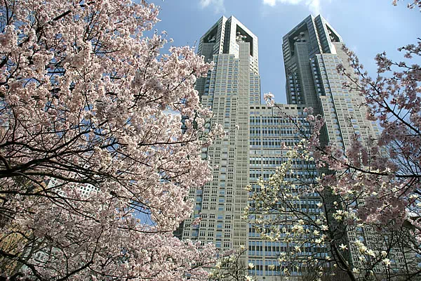 新宿中央公園の桜