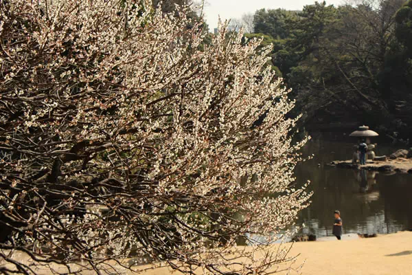 新宿御苑 梅開花