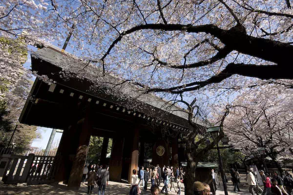 靖国神社 桜の標本木と開花宣言