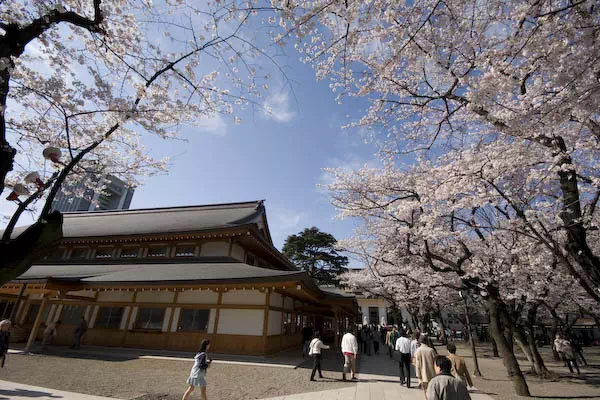 靖国神社 桜の標本木と開花宣言