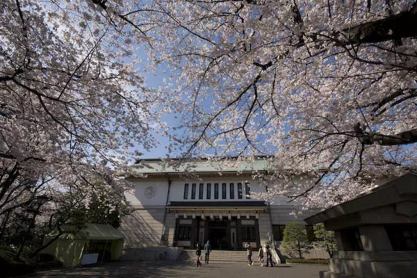 靖国神社 桜の標本木と開花宣言