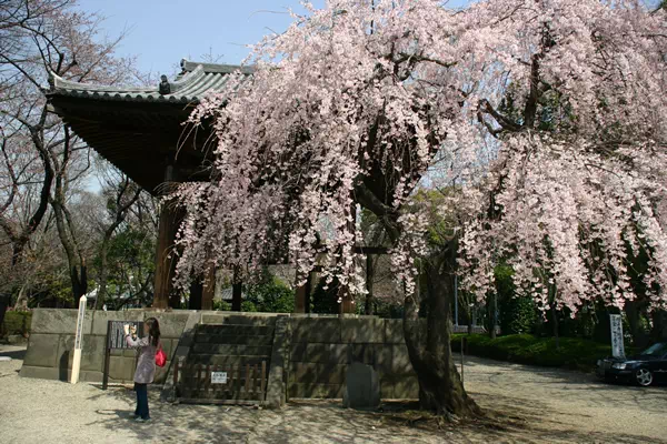 増上寺 枝垂桜