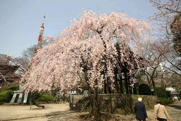 増上寺 枝垂桜