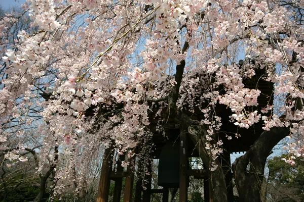 増上寺 枝垂桜