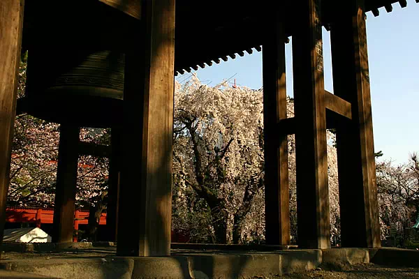 増上寺 枝垂桜