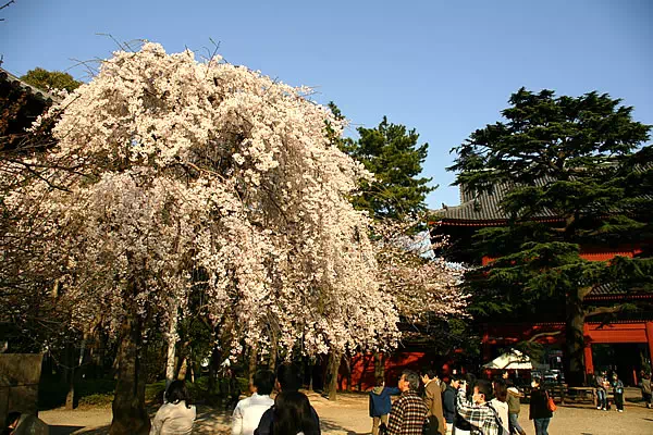 増上寺 枝垂桜