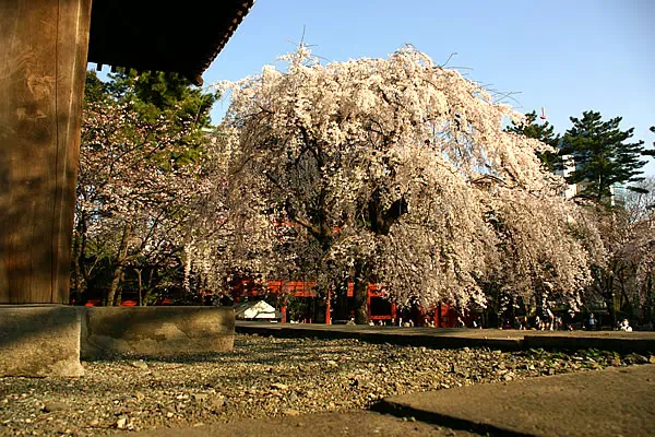 増上寺 枝垂桜
