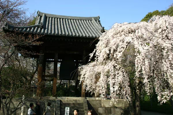 増上寺 枝垂桜