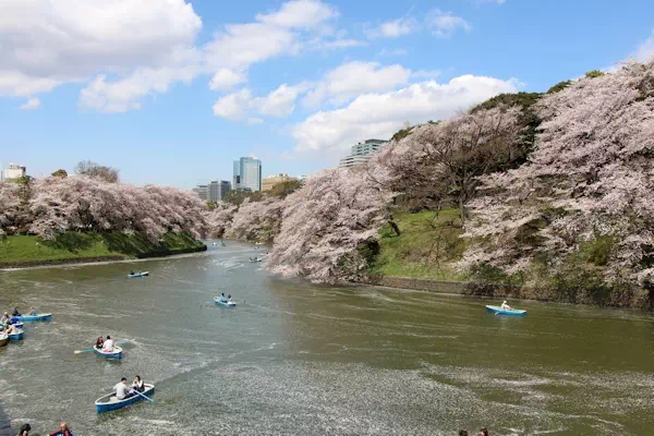 千鳥ヶ淵 桜の花吹雪と花筏