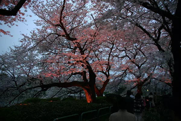 千鳥が淵の夜桜