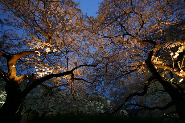 千鳥が淵の夜桜