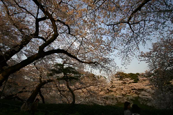 千鳥が淵の夜桜