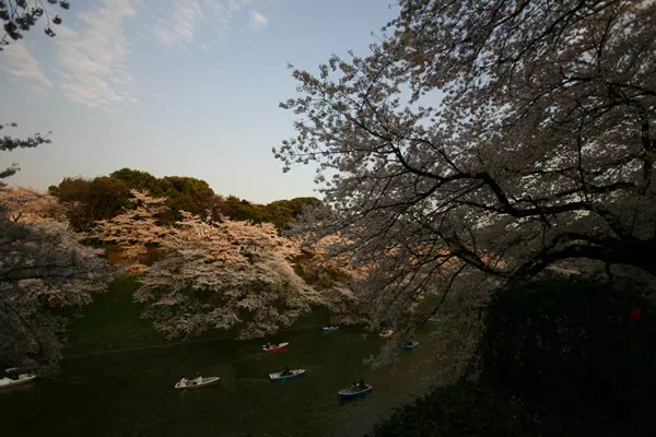 千鳥が淵の夜桜