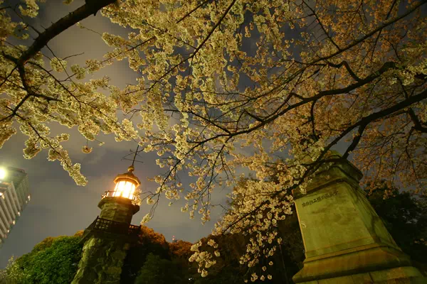 千鳥が淵の夜桜