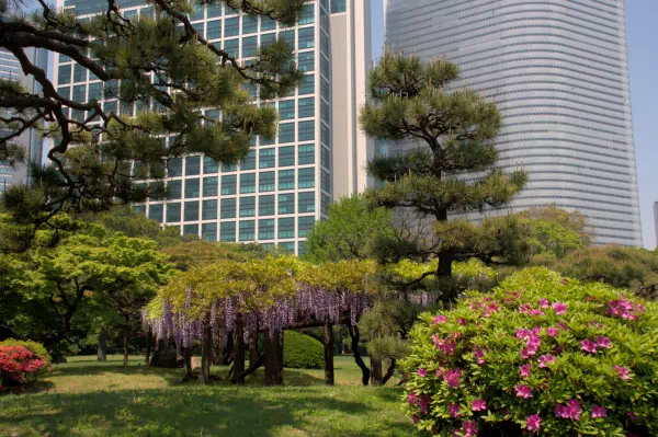 浜離宮恩賜庭園の藤