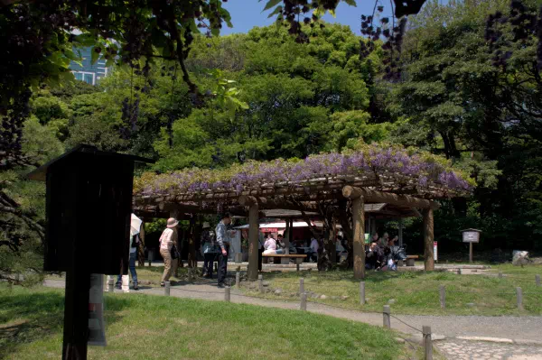 浜離宮恩賜庭園の藤