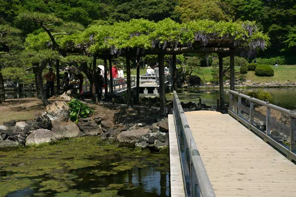 浜離宮恩賜庭園の藤