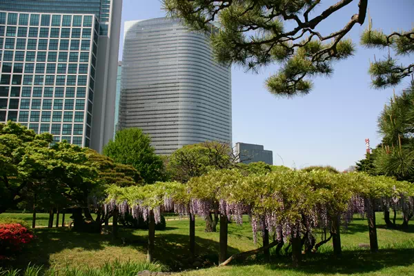 浜離宮恩賜庭園の藤