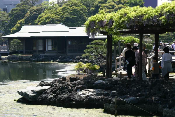 浜離宮恩賜庭園の藤