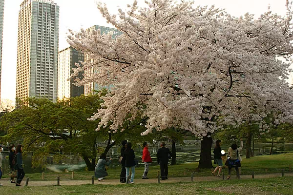 浜離宮恩賜庭園の桜