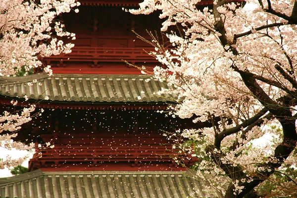 池上本門寺 満開の桜