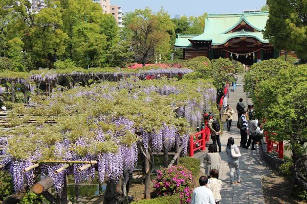 亀戸天神 藤まつり