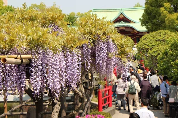 亀戸天神 藤まつり