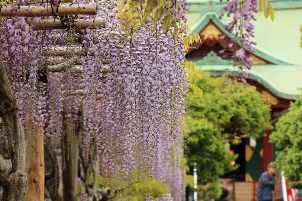 亀戸天神 藤まつり