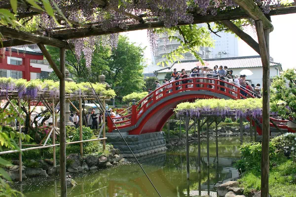 亀戸天神 藤まつり