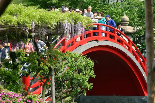 亀戸天神 藤まつり