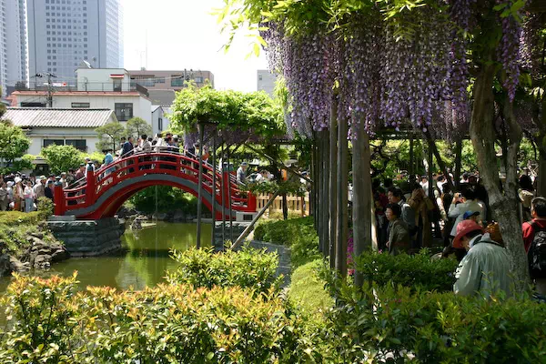 亀戸天神 藤まつり