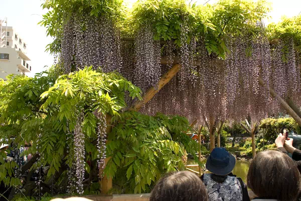 亀戸天神 藤まつり