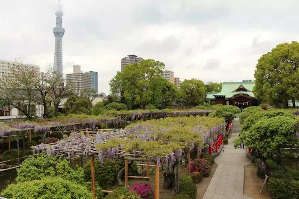 亀戸天神 藤まつり