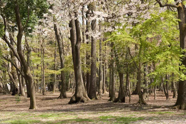 小金井公園 散り桜