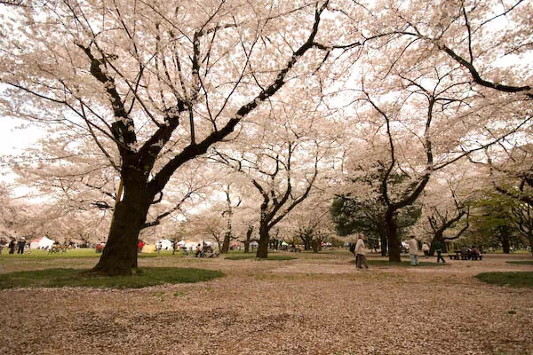小金井公園 散り桜