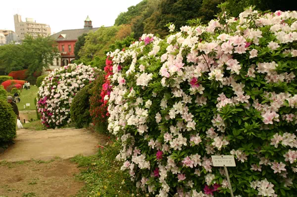 小石川植物園 みどりの日 無料解放