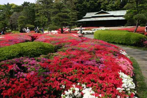 皇居東御苑　二の丸庭園のツツジ