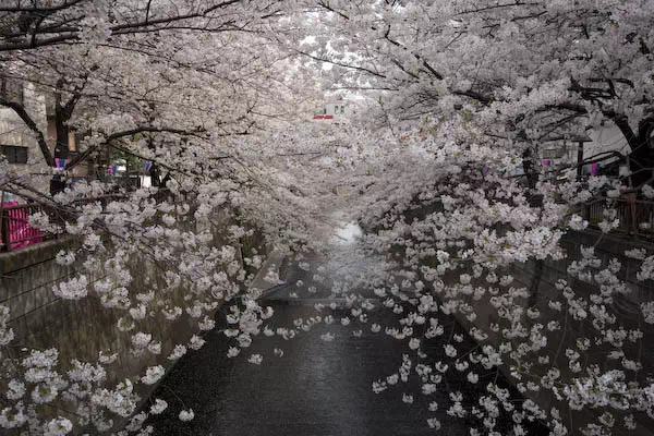 目黒川桜満開 さくらまつり