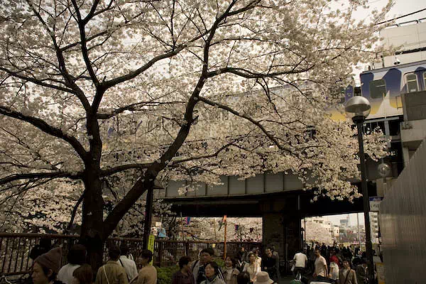 目黒川桜満開 さくらまつり
