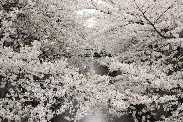 目黒川桜満開 さくらまつり