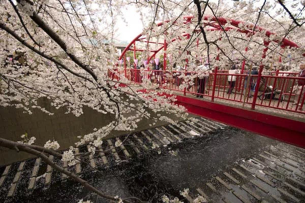 目黒川桜満開 さくらまつり