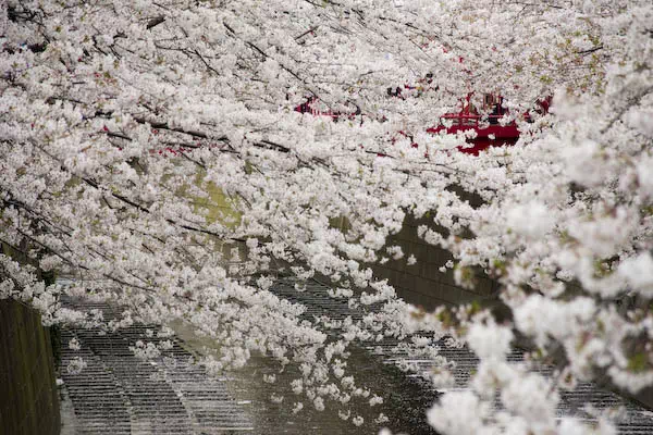 目黒川桜満開 さくらまつり