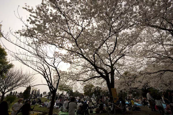 目黒川桜満開 さくらまつり